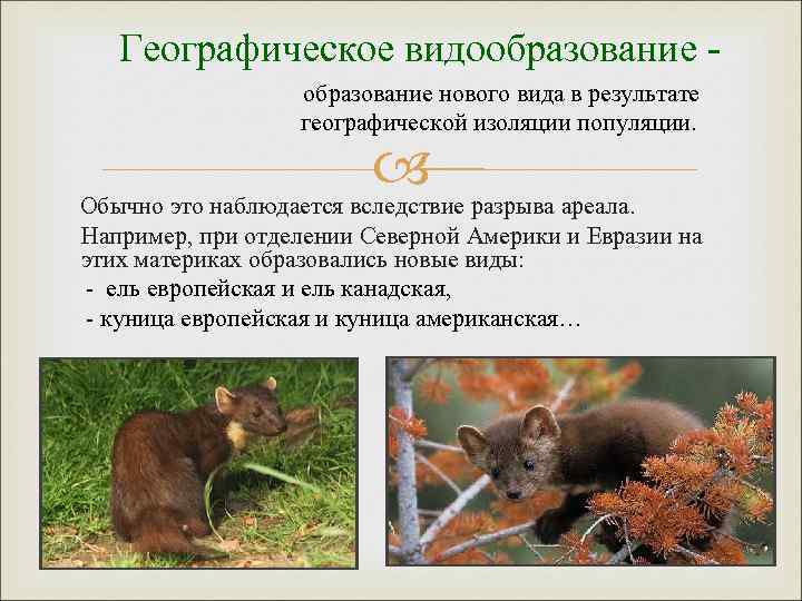 Географическое видообразование нового вида в результате географической изоляции популяции. разрыва ареала. Обычно это наблюдается