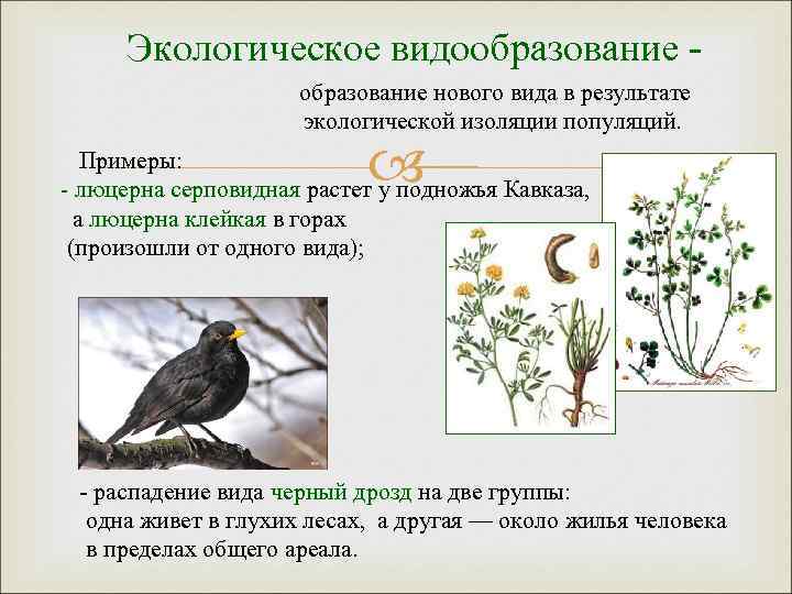 Экологическое видообразование нового вида в результате экологической изоляции популяций. Примеры: - люцерна серповидная растет
