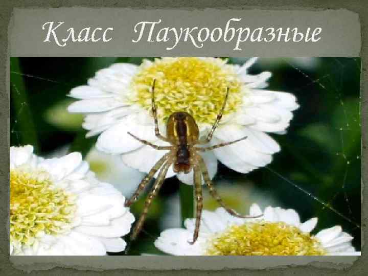 Класс Паукообразные Нашел укрытие в цветке И восемь глаз глядит, Заметив муху на листке,