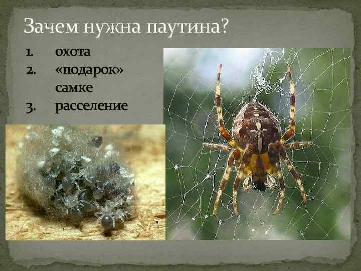 Зачем нужна паутина? 1. 2. 3. охота «подарок» самке расселение 