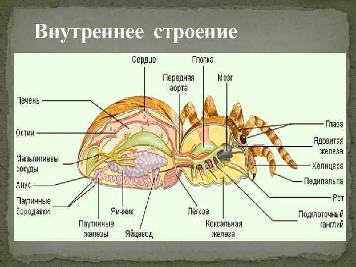 Внутреннее строение 