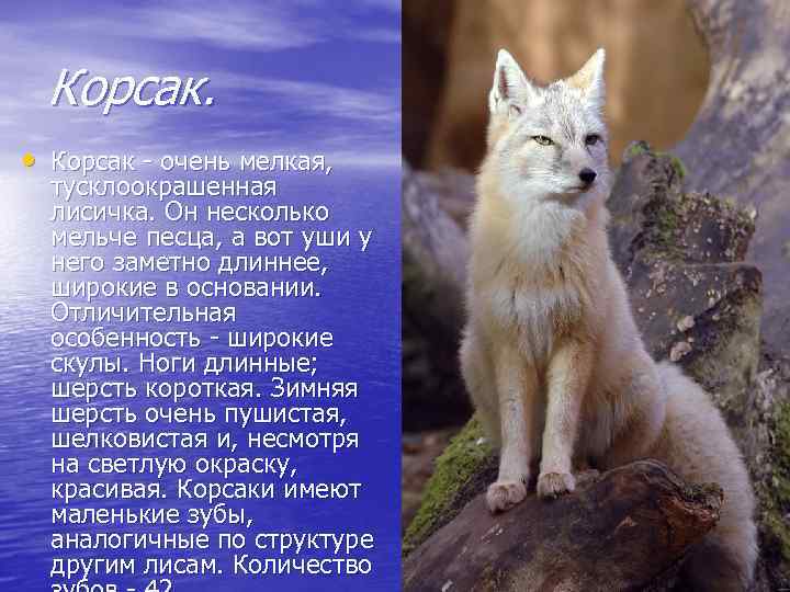 Корсак. • Корсак - очень мелкая, тусклоокрашенная лисичка. Он несколько мельче песца, а вот