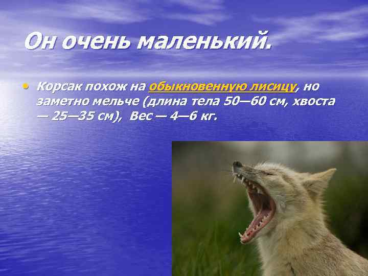 Он очень маленький. • Корсак похож на обыкновенную лисицу, но заметно мельче (длина тела