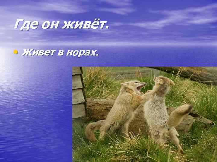 Где он живёт. • Живет в норах. 