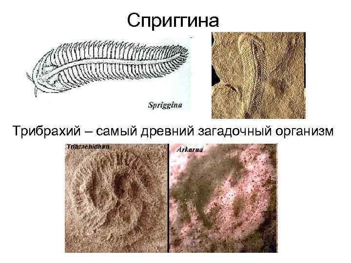 Сприггина Трибрахий – самый древний загадочный организм 