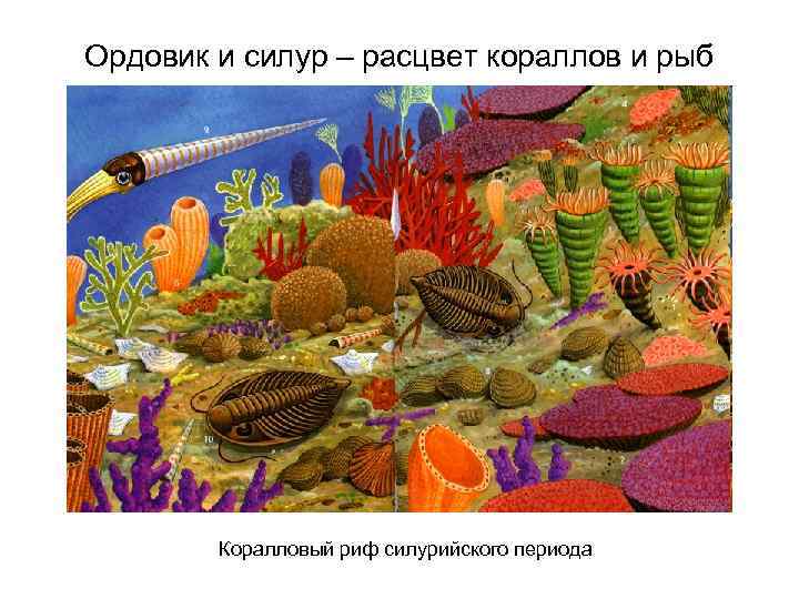 Ордовик и силур – расцвет кораллов и рыб Коралловый риф силурийского периода 