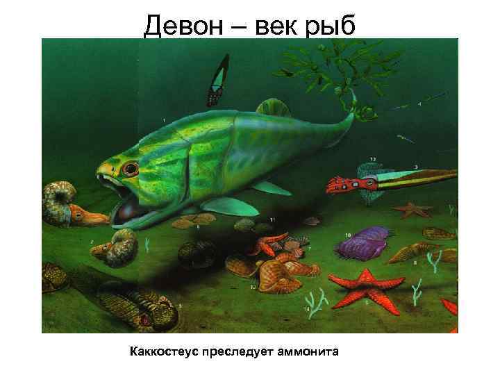 Девон – век рыб Каккостеус преследует аммонита 