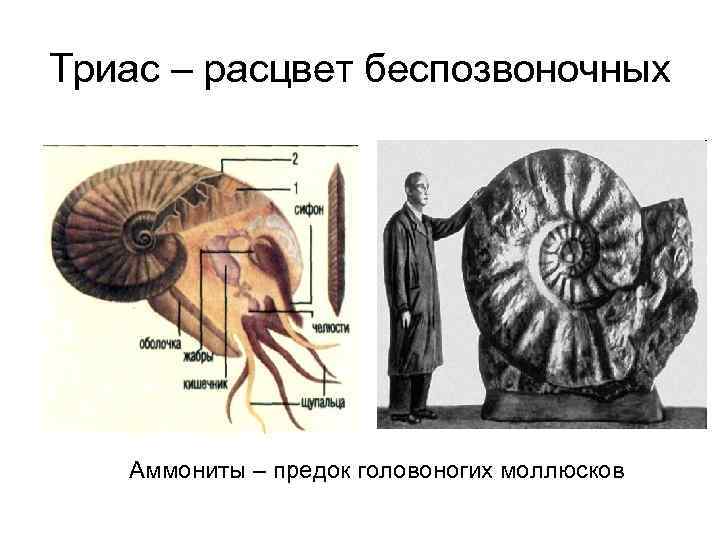 Триас – расцвет беспозвоночных Аммониты – предок головоногих моллюсков 