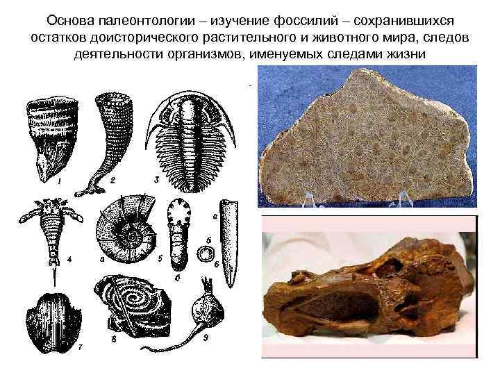 Основа палеонтологии – изучение фоссилий – сохранившихся остатков доисторического растительного и животного мира, следов