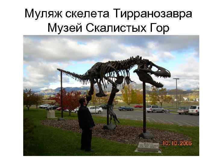 Муляж скелета Тирранозавра Музей Скалистых Гор 
