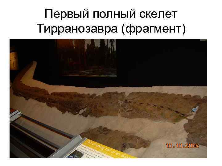 Первый полный скелет Тирранозавра (фрагмент) 