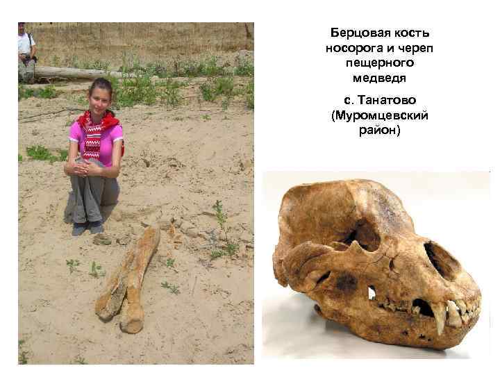 Берцовая кость носорога и череп пещерного медведя с. Танатово (Муромцевский район) 