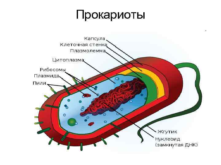 Прокариоты 