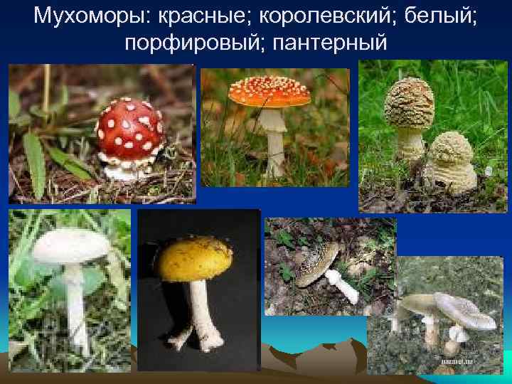 Мухоморы: красные; королевский; белый; порфировый; пантерный 