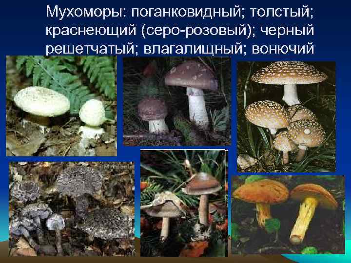 Мухоморы: поганковидный; толстый; краснеющий (серо-розовый); черный решетчатый; влагалищный; вонючий 