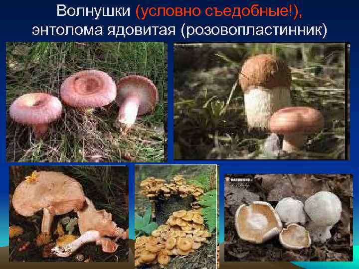 Волнушки (условно съедобные!), энтолома ядовитая (розовопластинник) 