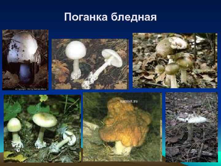 Поганка бледная 