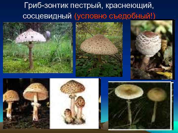 Гриб-зонтик пестрый, краснеющий, сосцевидный (условно съедобный!) 