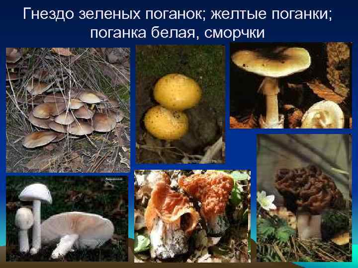 Гнездо зеленых поганок; желтые поганки; поганка белая, сморчки 