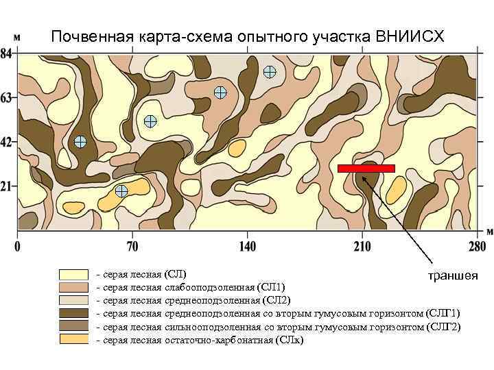 Почвенная карта-схема опытного участка ВНИИСХ - серая лесная (СЛ) траншея - серая лесная слабооподзоленная