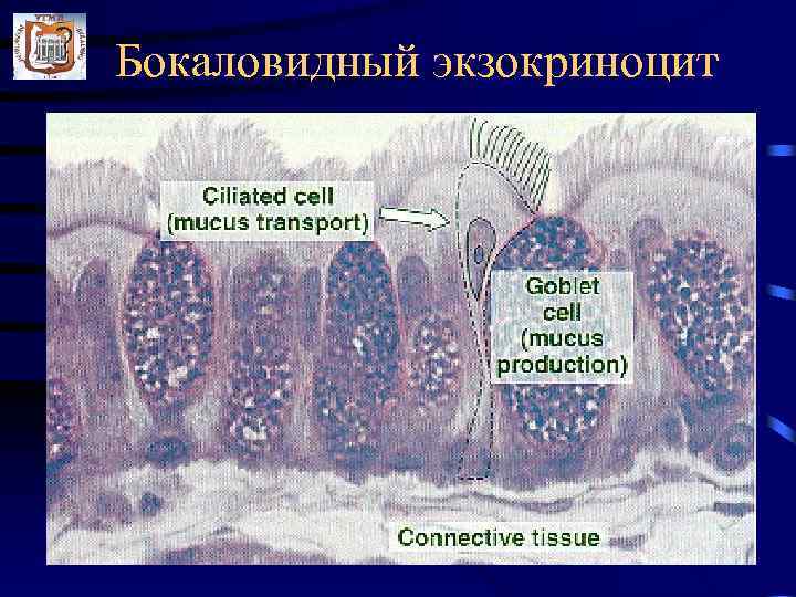 Бокаловидный экзокриноцит 