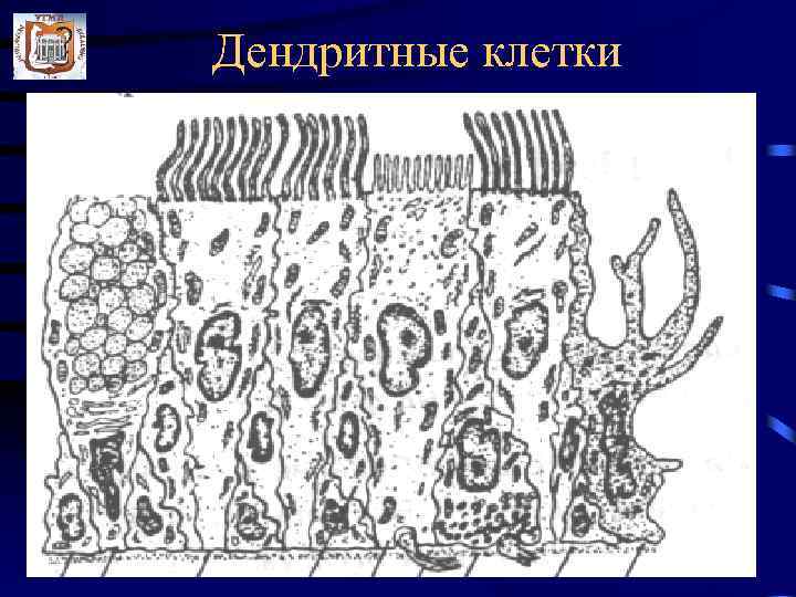 Дендритные клетки 