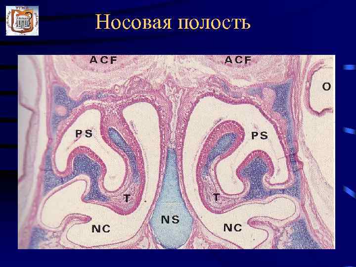 Мезотелий сальника препарат гистология