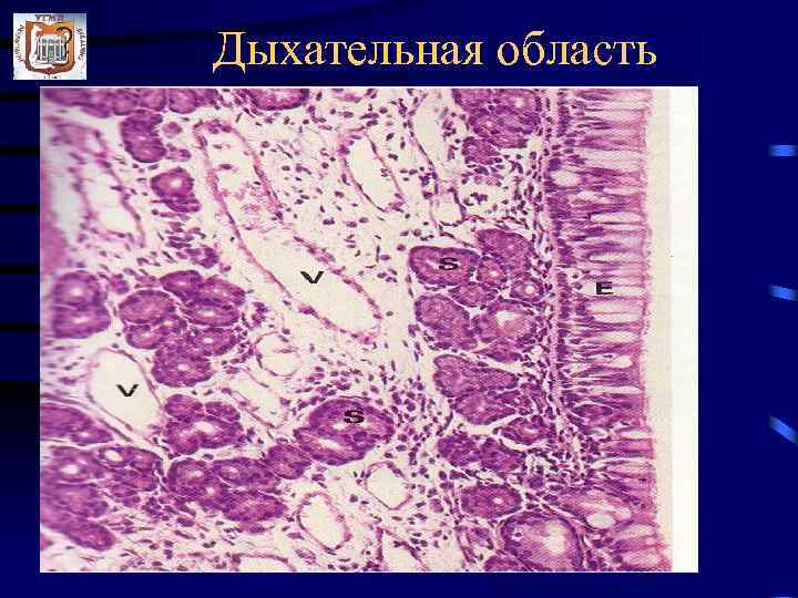 Дыхательная область 1. Преддверье 2. Дыхательная область 3. Обонятельная область 