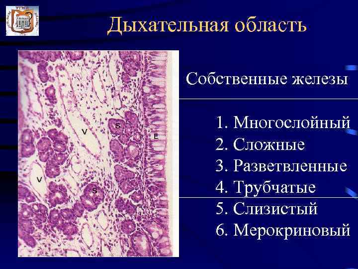 Презентация гистология дыхательной системы