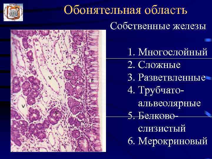 Обонятельная область Собственные железы 1. Многослойный 2. Сложные 3. Разветвленные 4. Трубчатоальвеолярные 5. Белковослизистый