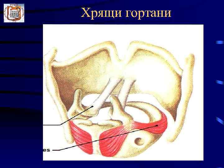 Хрящи гортани 