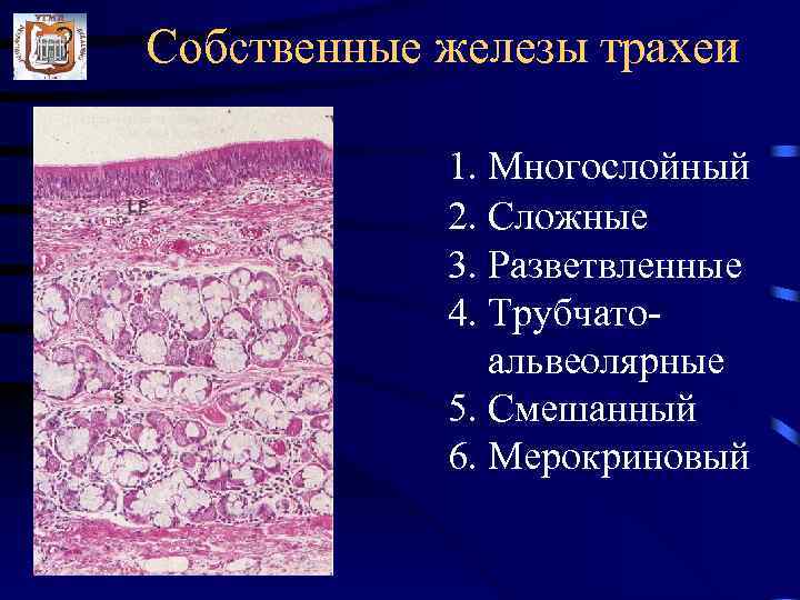 Трахея рисунок гистология