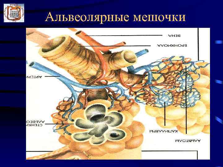 Альвеолярные мешочки Клетки: 1. Респираторные эпителиоциты 2. Большие (гранулярные) эпителиоциты 3. Альвеолярные макрофаги 