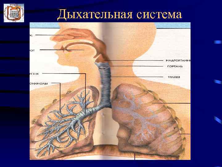Дыхательная система 