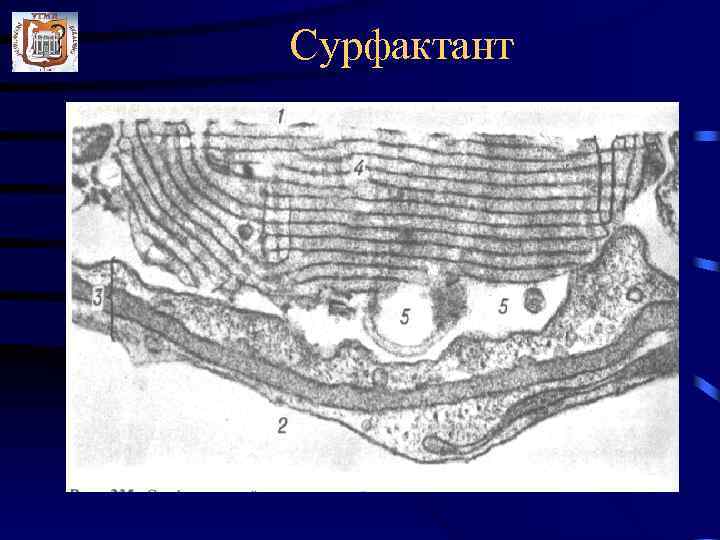 Сурфактант 