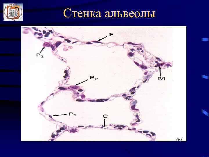 Стенка альвеолы 
