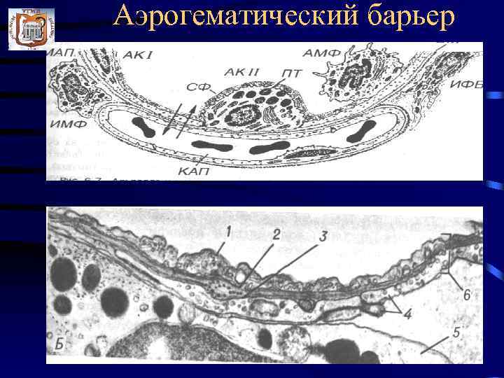 Схема строения аэрогематического барьера