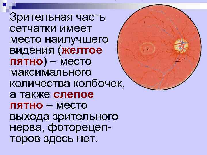 Зрительная часть сетчатки имеет место наилучшего видения (желтое пятно) – место максимального количества колбочек,