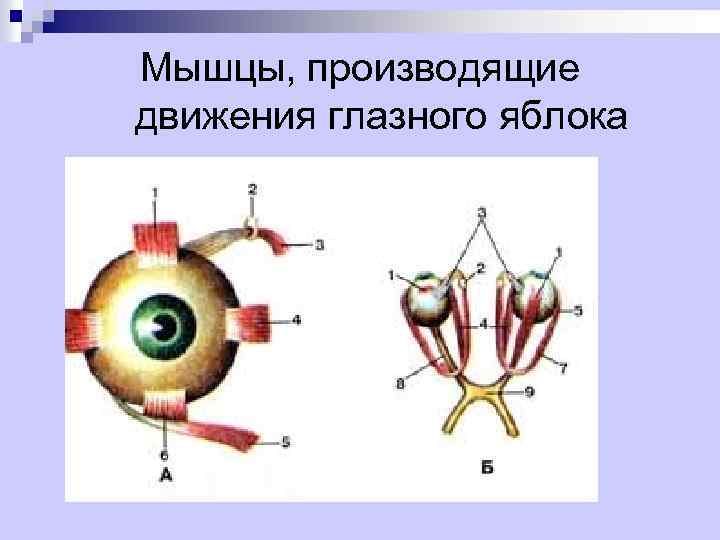 Мышцы, производящие движения глазного яблока 