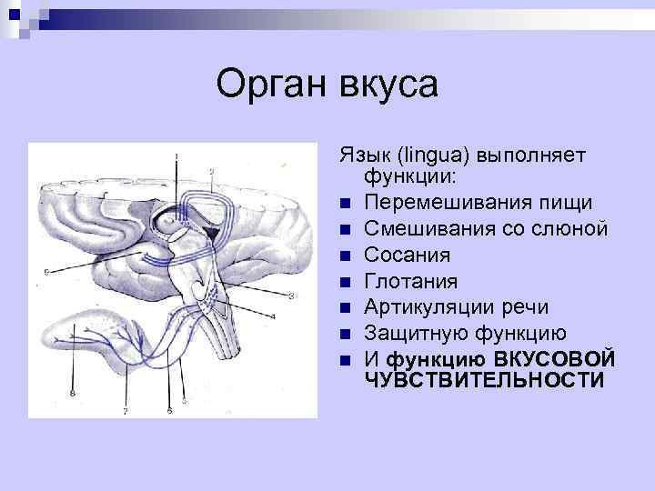 Орган вкуса Язык (lingua) выполняет функции: n Перемешивания пищи n Смешивания со слюной n