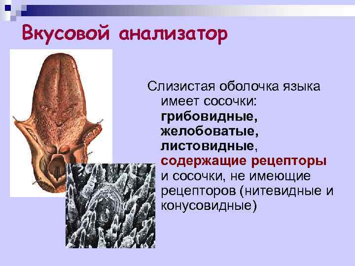 Вкусовой анализатор Слизистая оболочка языка имеет сосочки: грибовидные, желобоватые, листовидные, содержащие рецепторы и сосочки,