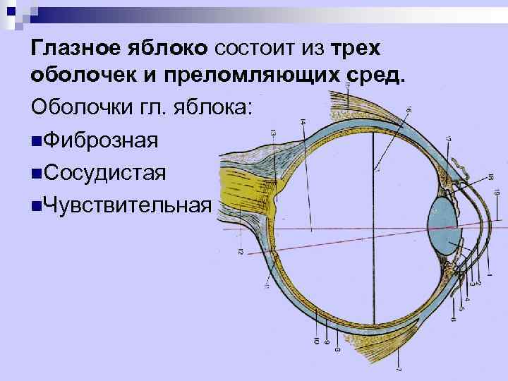 Из каких трех оболочек состоит глазное яблоко