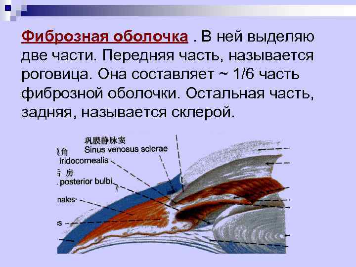 Как называется оболочка. Части фиброзной оболочки. Фиброзная оболочка. Фиброзная оболочка анатомия. Строение фиброзной оболочки глаза.