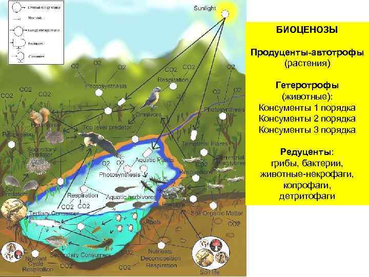 БИОЦЕНОЗЫ Продуценты-автотрофы (растения) Гетеротрофы (животные): Консументы 1 порядка Консументы 2 порядка Консументы 3 порядка