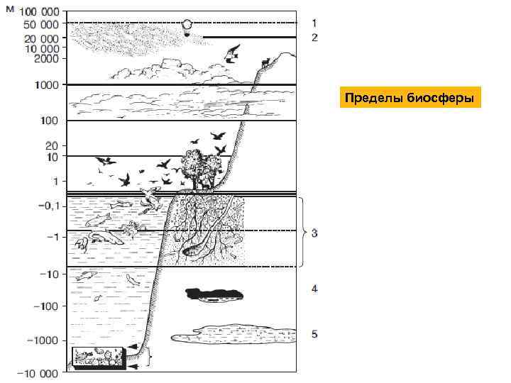 Пределы биосферы 