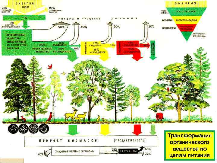 Трансформация органического вещества по цепям питания 