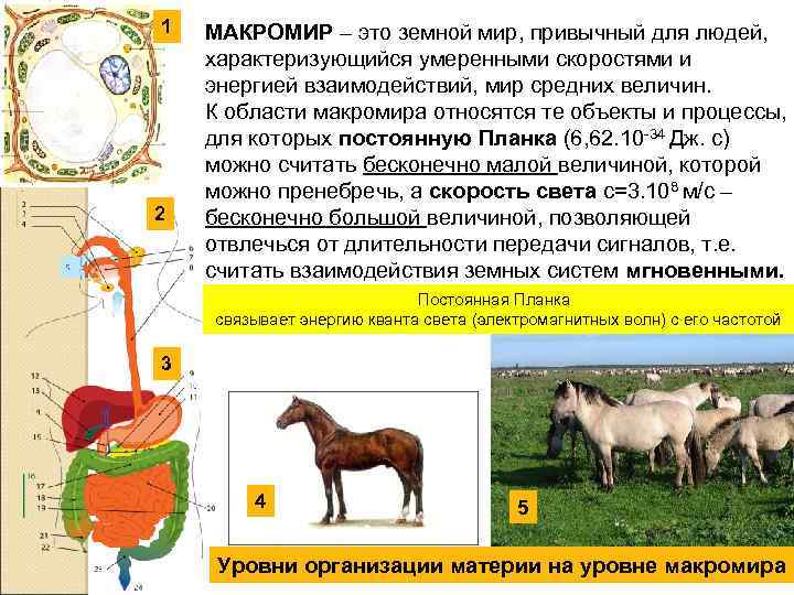 1 2 МАКРОМИР – это земной мир, привычный для людей, характеризующийся умеренными скоростями и