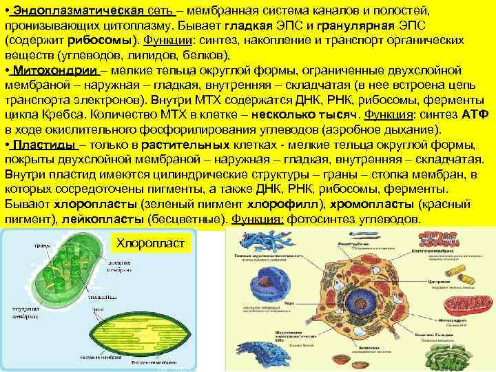  • Эндоплазматическая сеть – мембранная система каналов и полостей, пронизывающих цитоплазму. Бывает гладкая