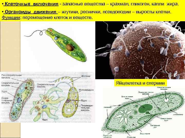  • Клеточные включения - запасные вещества – крахмал, гликоген, капли жира. • Органоиды