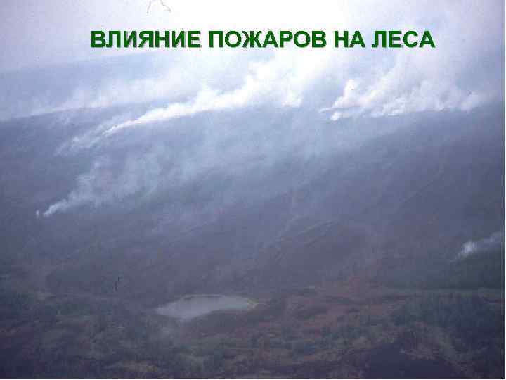 ВЛИЯНИЕ ПОЖАРОВ НА ЛЕСА 